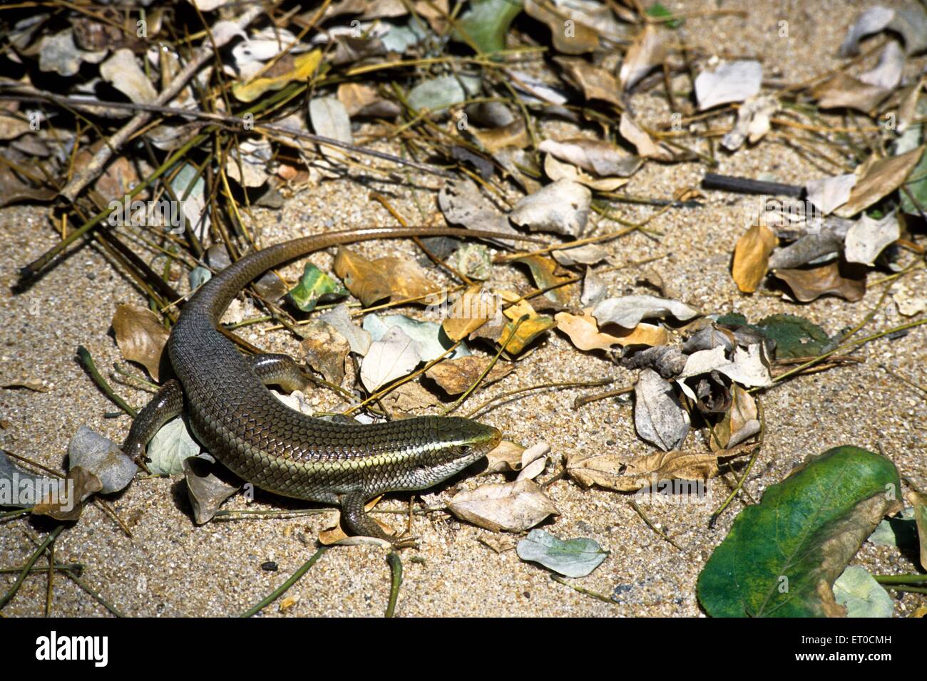 Common skink mobuya carinata Stock Photo