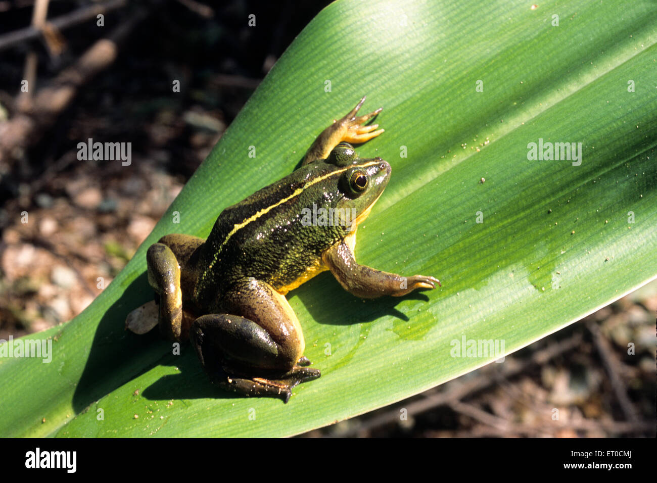 Green frog rana hexadactyla Stock Photo