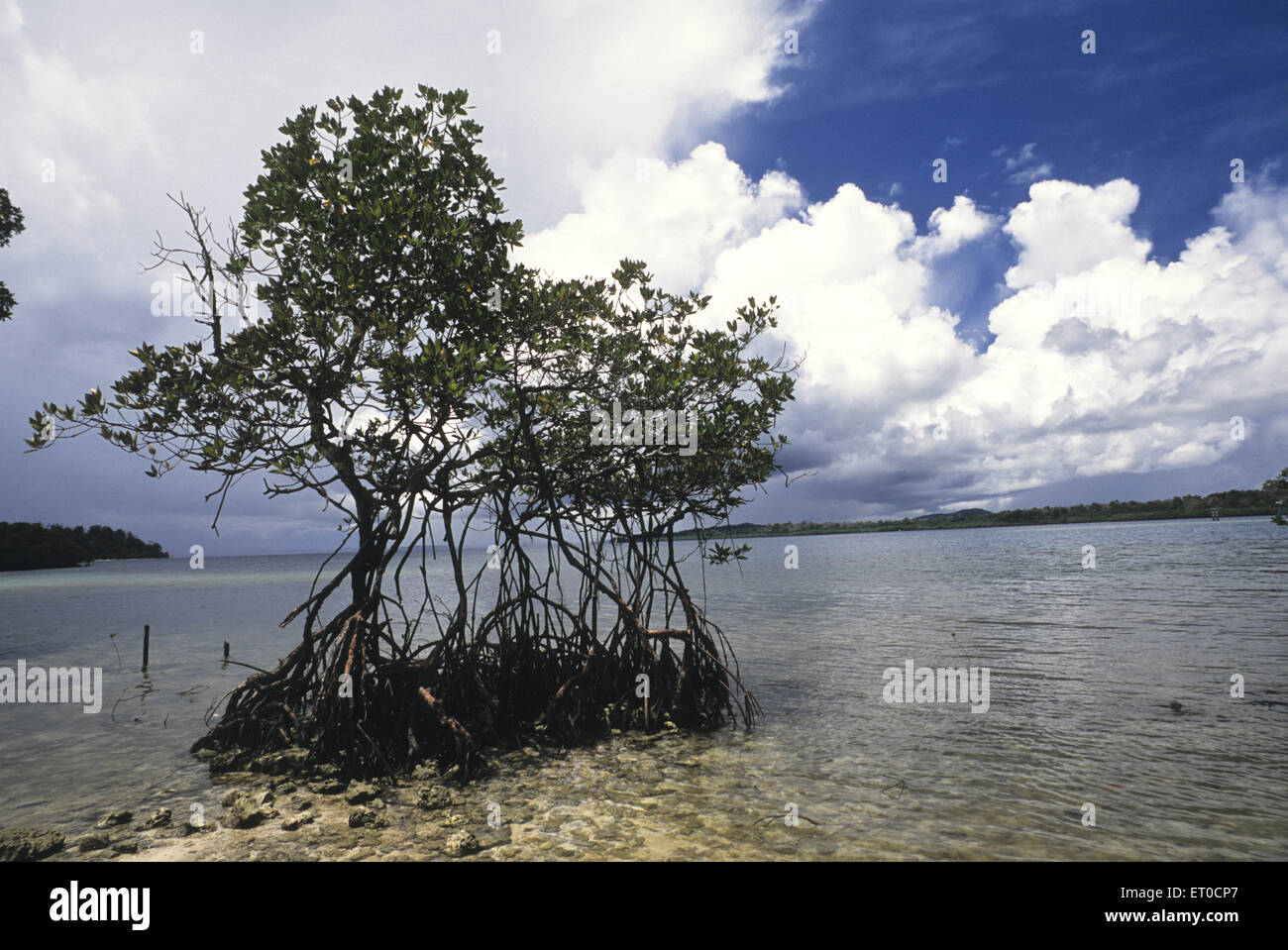 Mangrove trees , Havelock Island ; Andaman Islands ; Andaman and Nicobar Islands , Union Territory , UT , India , Asia Stock Photo