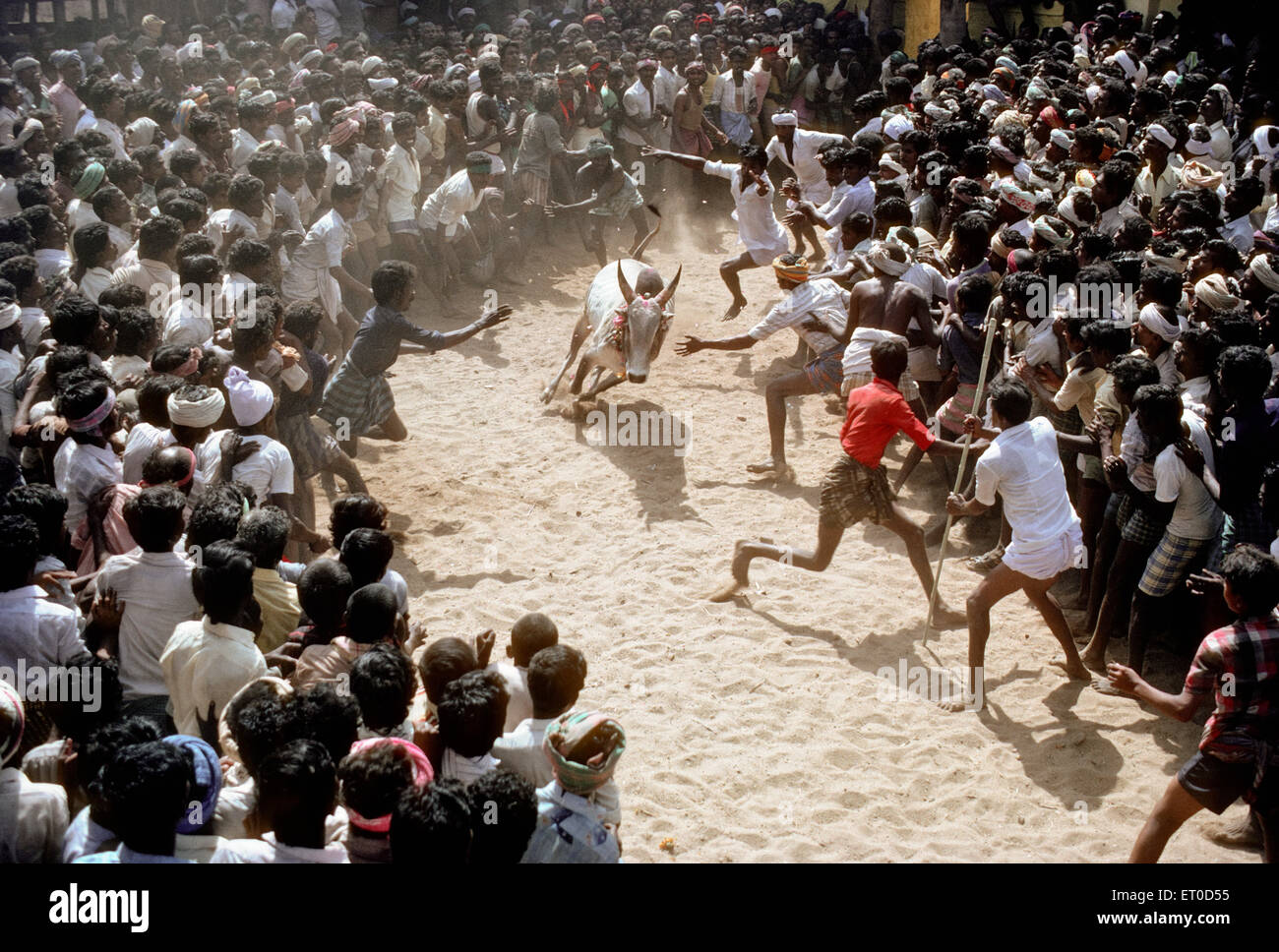 Jallikattu bull taming at Alanganallur near Madurai ; Tamil Nadu ; India Stock Photo