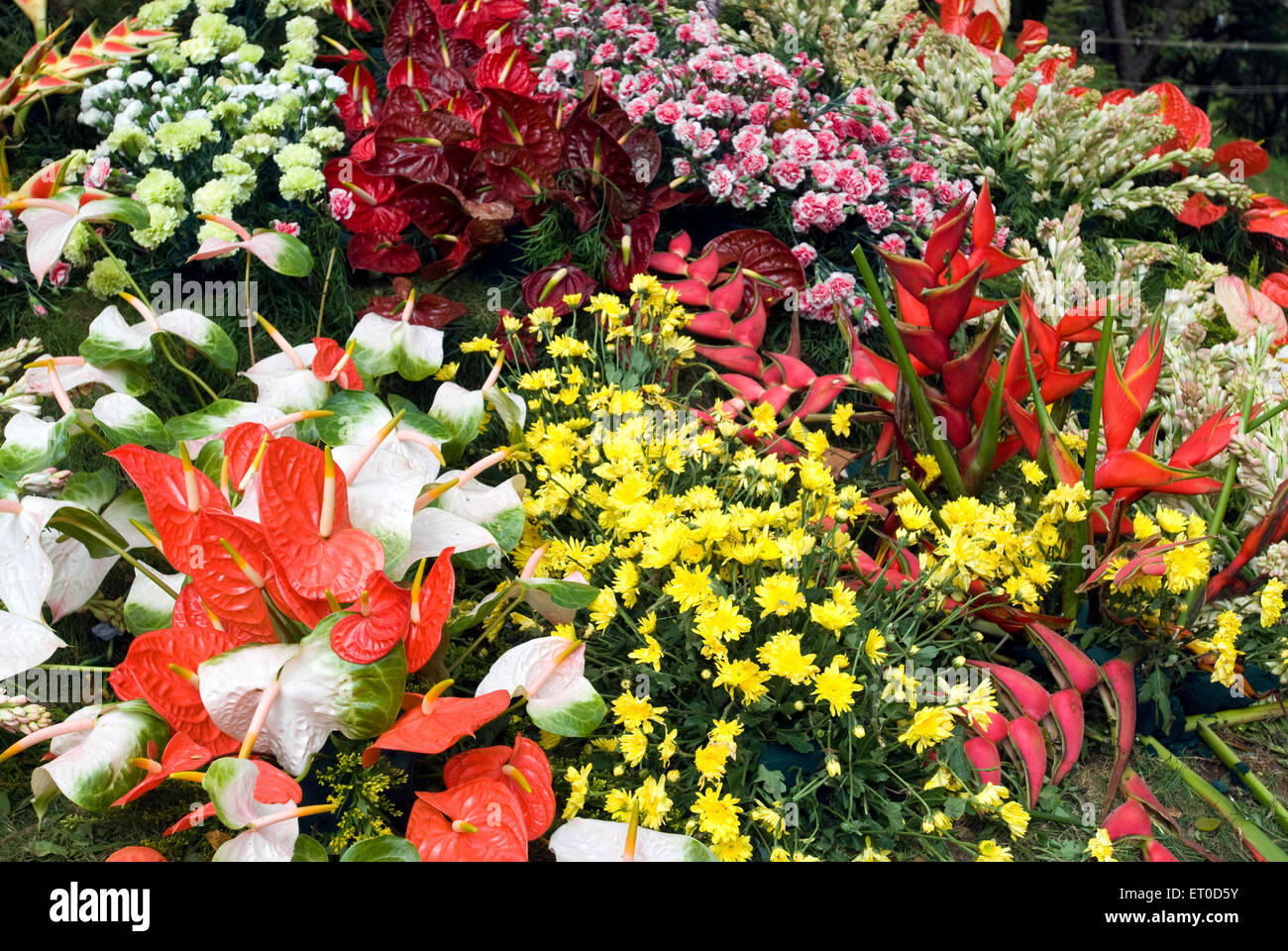 Flower show ; Coimbatore ; Tamil Nadu ; India ; Asia Stock Photo Alamy