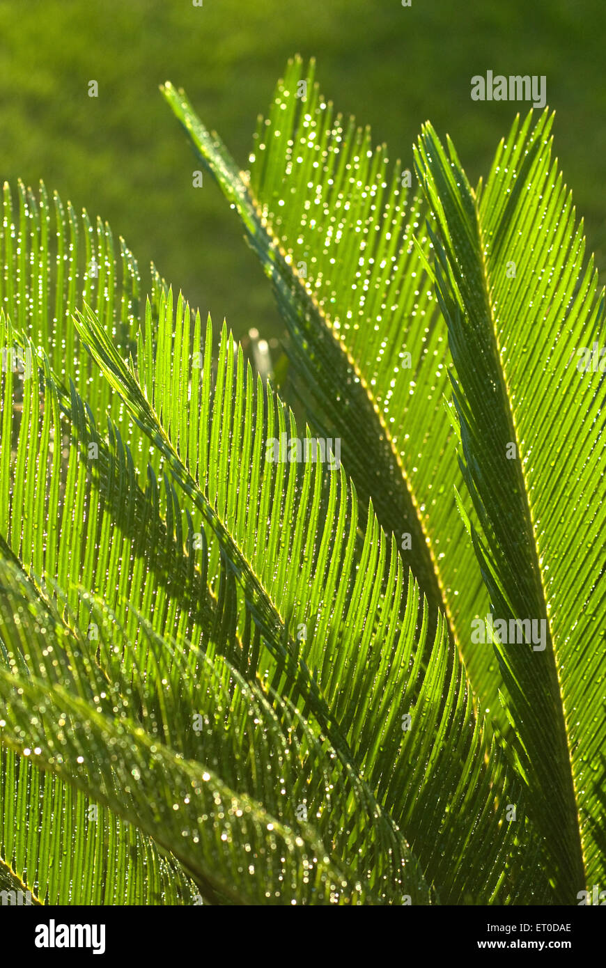 Cycas circinalis , cycadaceae , fern palm , sago palm , queen sago , Stock Photo