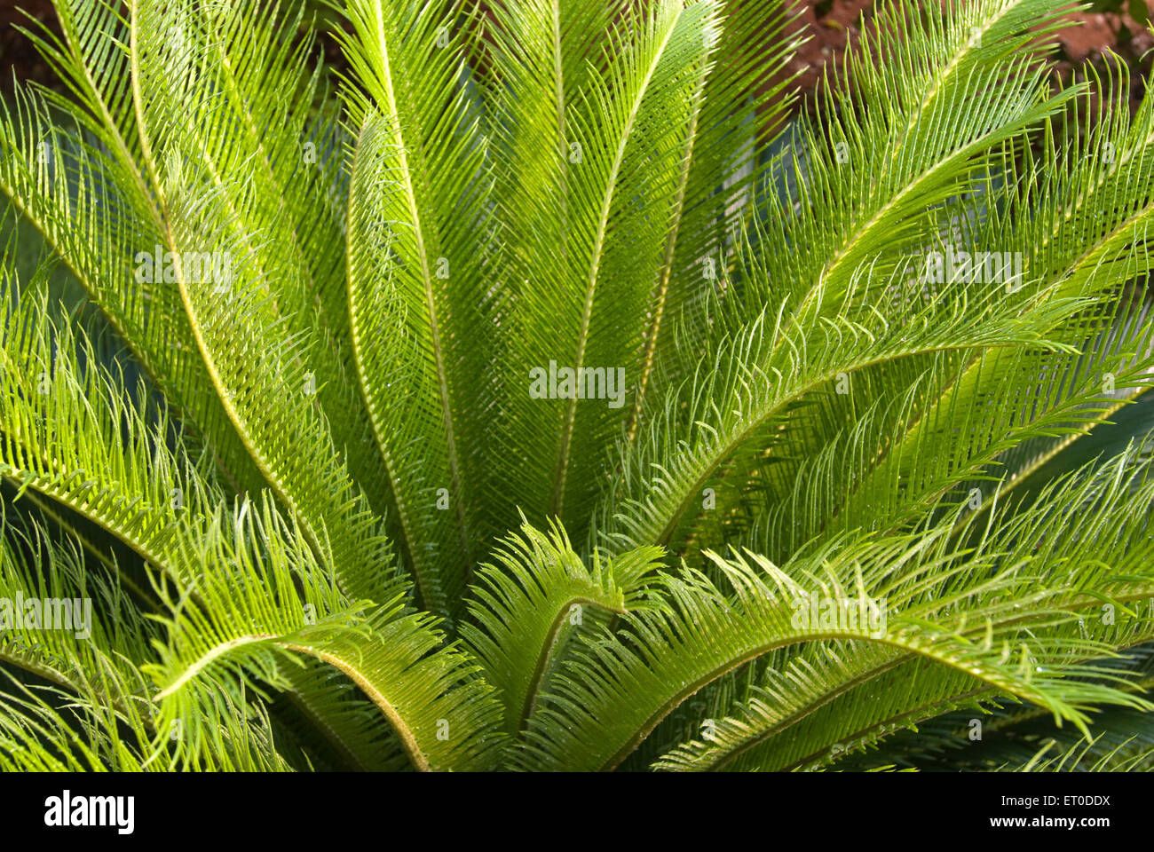 Cycas revoluta, sago cycad, king sago, sago palm, Sathyamangalam, Erode, Coimbatore, Tamil Nadu, India, Asia Stock Photo