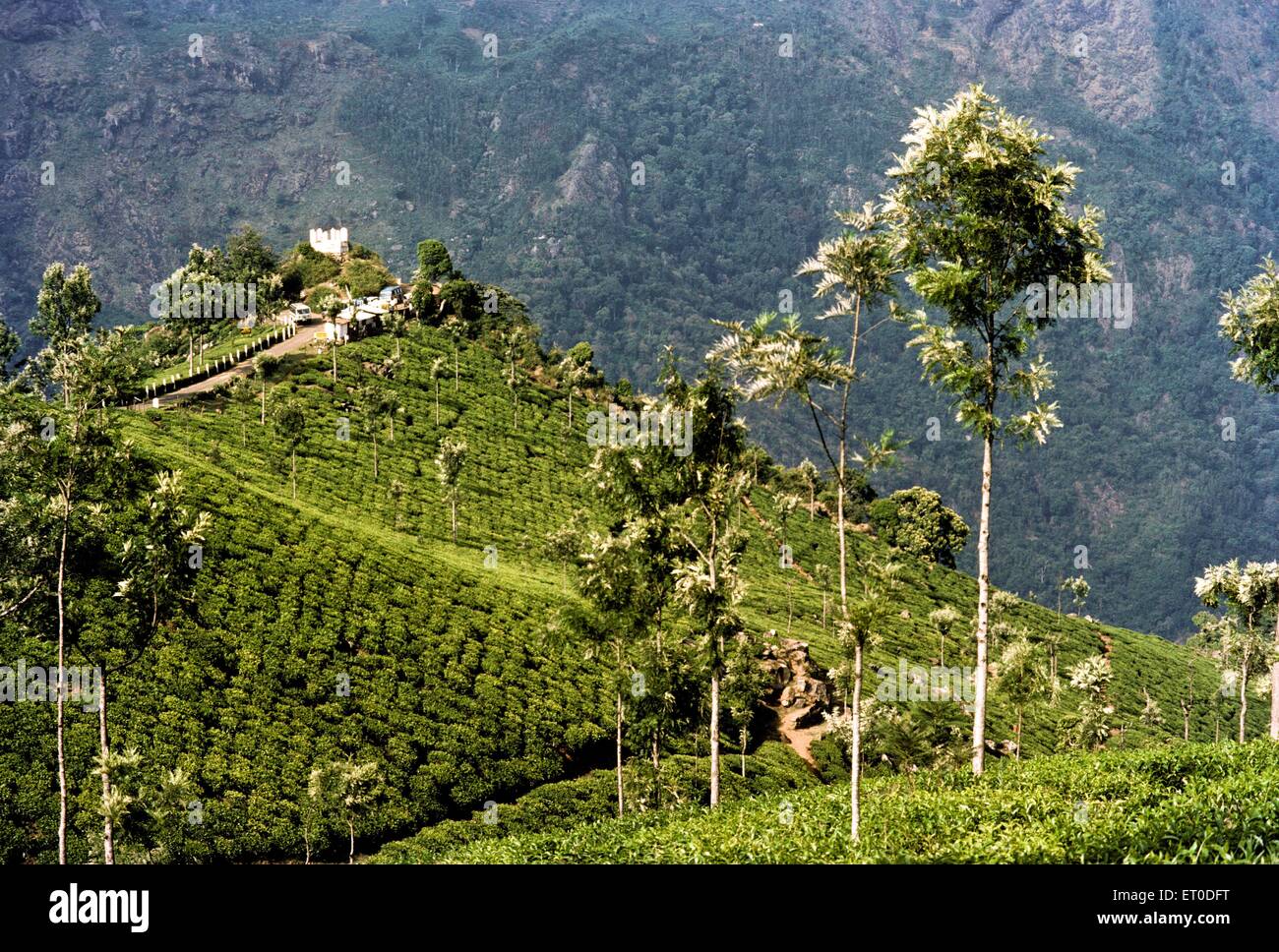 Tea Garden, Coonoor, Nilgiris, Nilgiri Hills, Western Ghats, Tamil Nadu, India, Asia Stock Photo