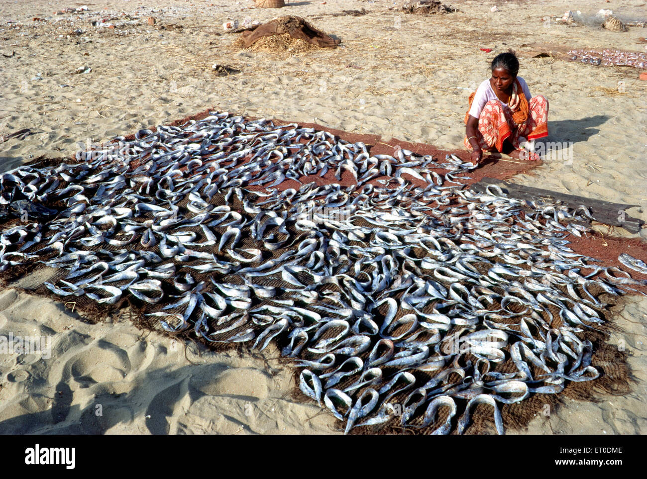 Fisherwoman drying fish ; Madras , Chennai ; Tamil Nadu ; India , Asia Stock Photo