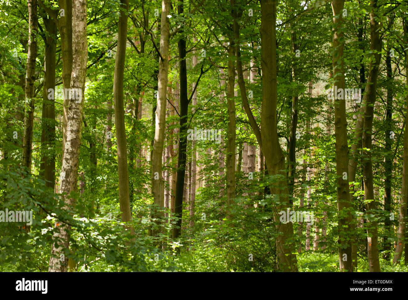 Mixed woodland in early summer Stock Photo