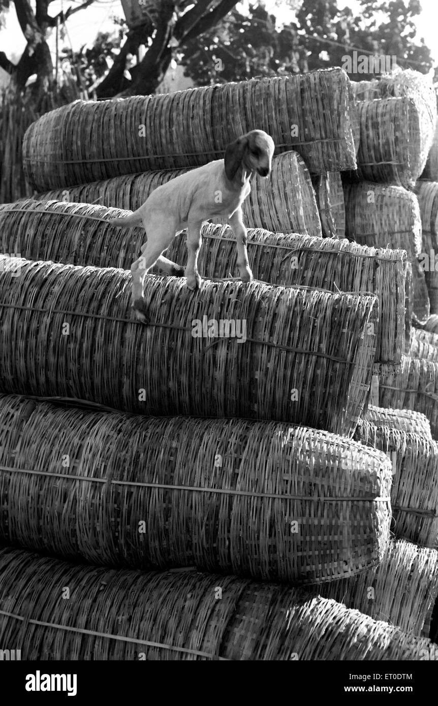 Goat on bamboo baskets, Coimbatore, Tamil Nadu, India, Asia Stock Photo
