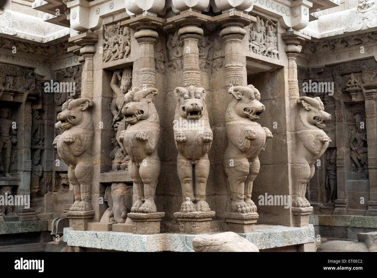 lion of sculptures in Kailasanatha temple in  ; Kanchipuram  ; kancheepuram  ; Tamil Nadu  ; India Stock Photo