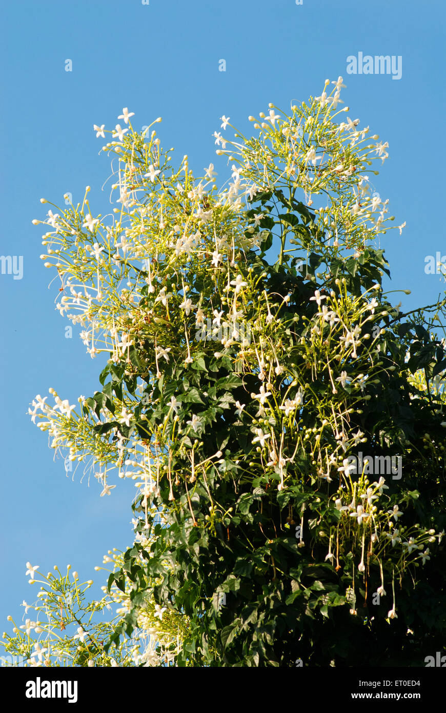 Flowering cork tree millingtonia hortensis bignoniaceae Coimbatore  Tamil Nadu India Stock Photo
