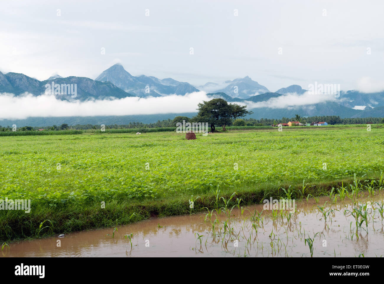 Field at western ghats ; Udumalaipettai ; Udumalpet ; Tamil Nadu