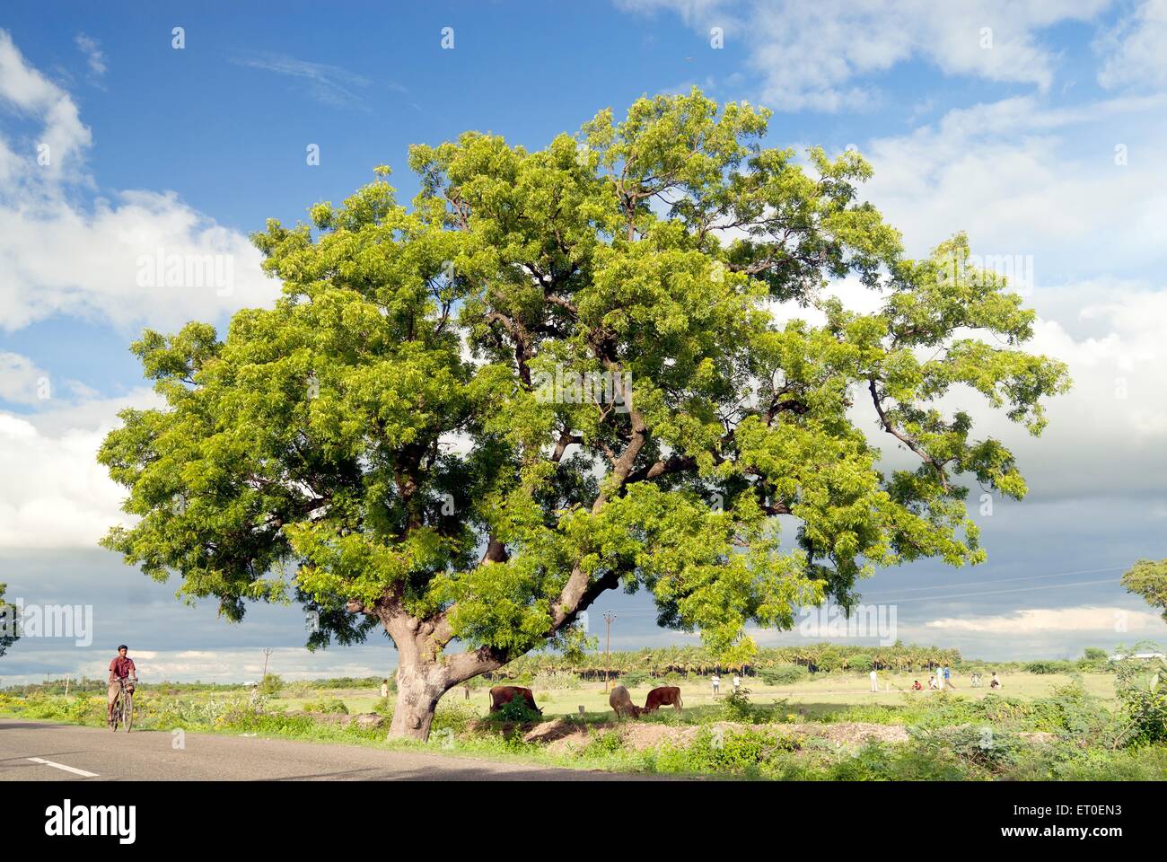 Neem tree, India, Azadirachta indica, neem, nimtree, Indian lilac, dogoyaro, dogonyaro Stock Photo