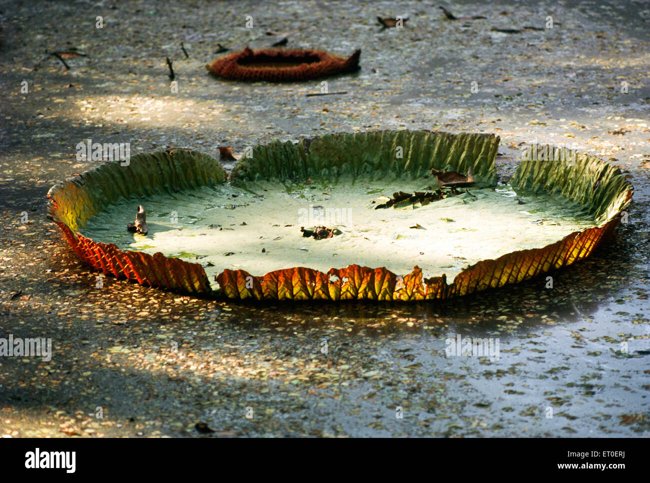 India amazonica hires stock photography and images Alamy