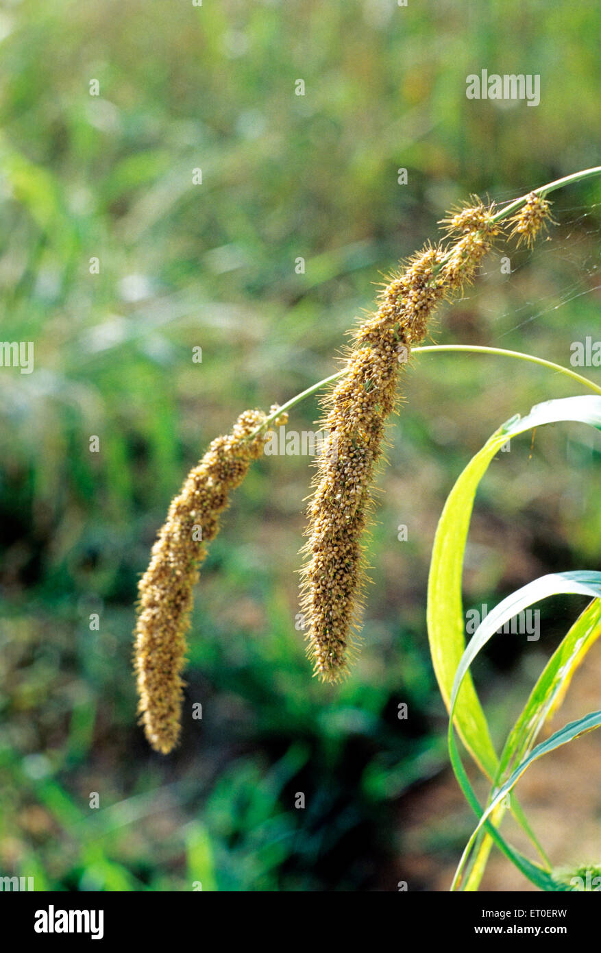 Indian millet, foxtail millet, fox tail millet, Setaria italica, Sathyamangalam, Erode, Coimbatore, Tamil Nadu, India, Asia Stock Photo