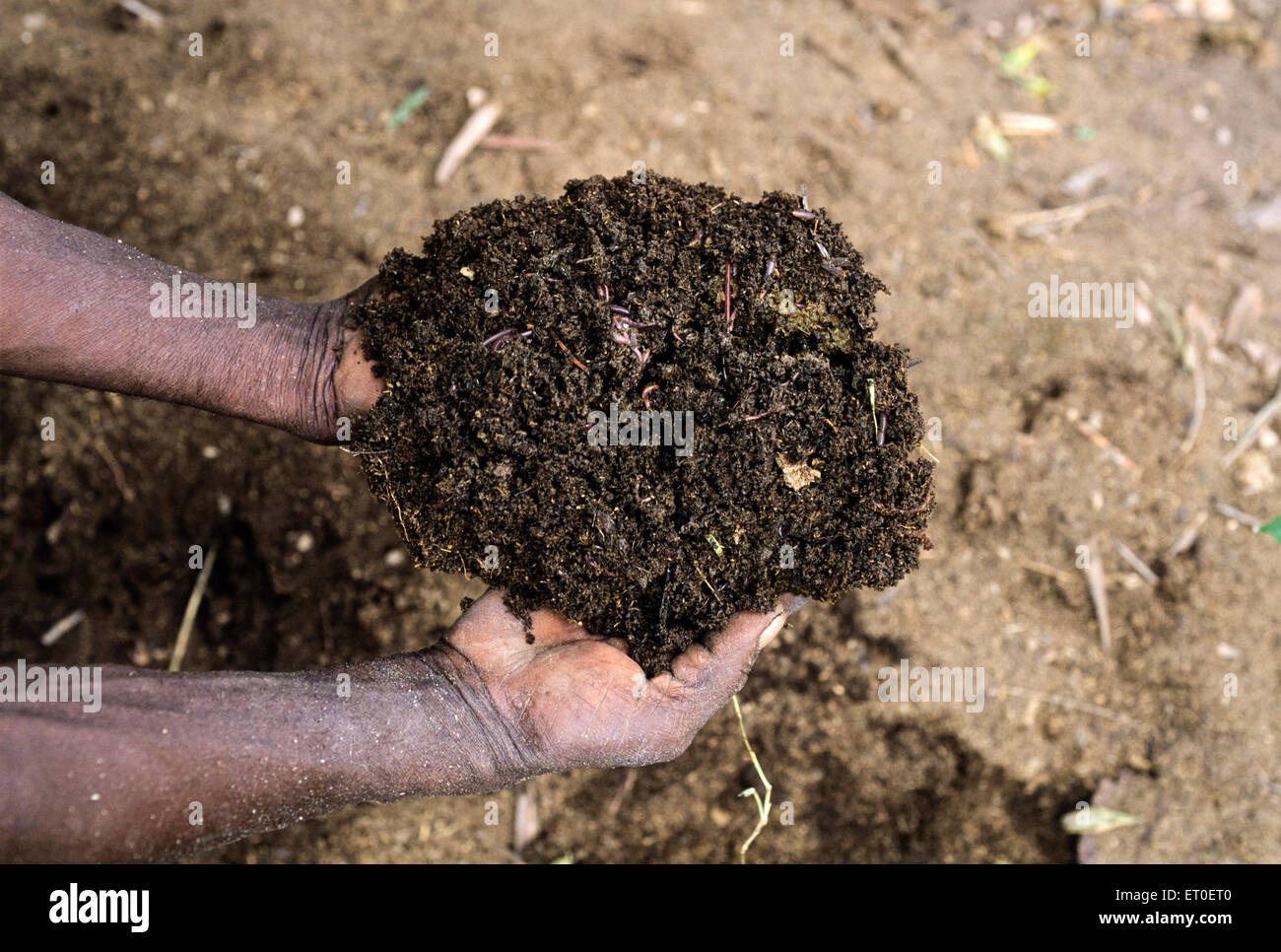 Vermi compost, Vermicompost, Sathyamangalam, Erode, Coimbatore, Tamil Nadu, India, Asia Stock Photo