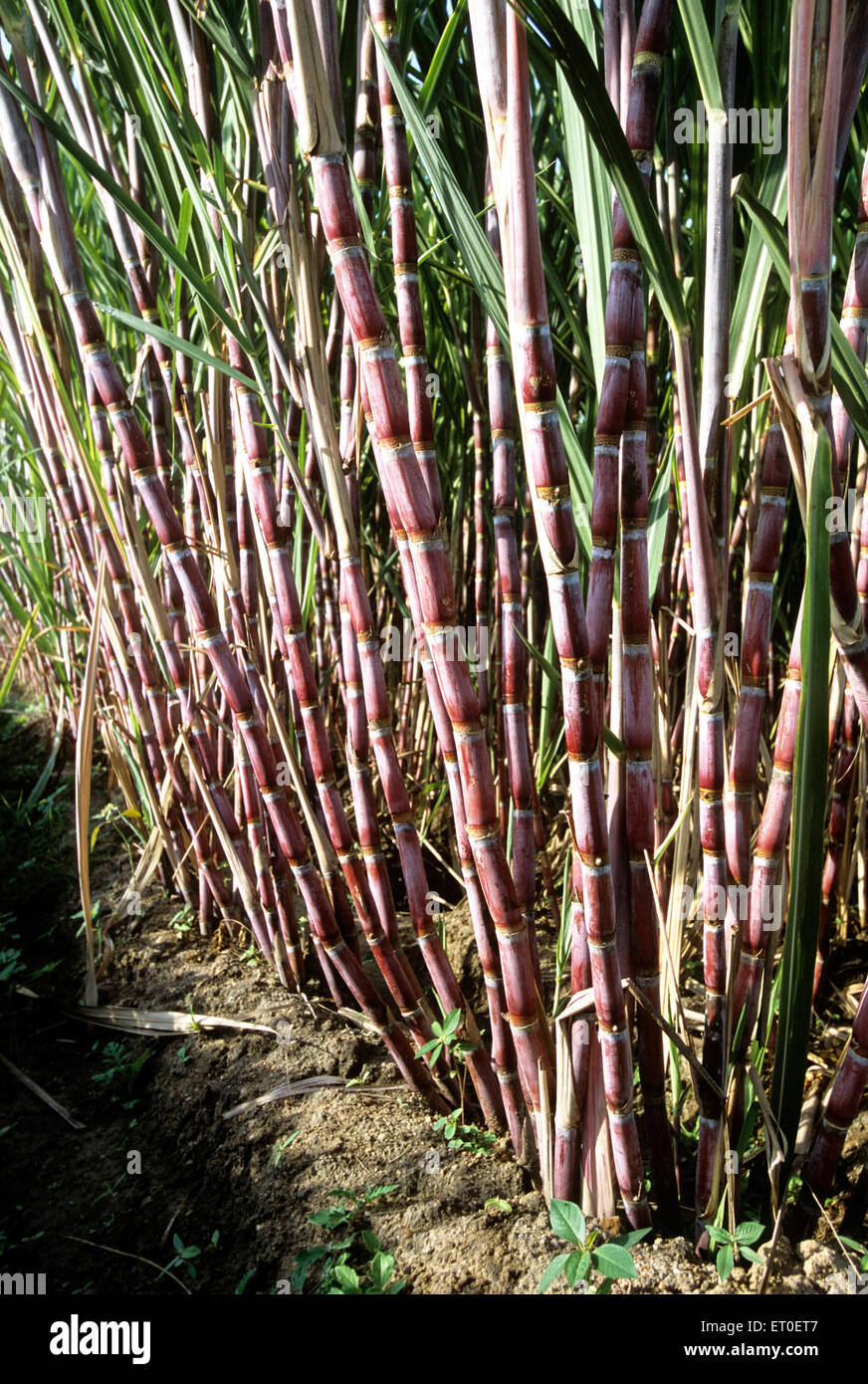 Sugar cane growing in an organic farm at Sathyamangalam Tamil Nadu India - maa 177821 Stock Photo