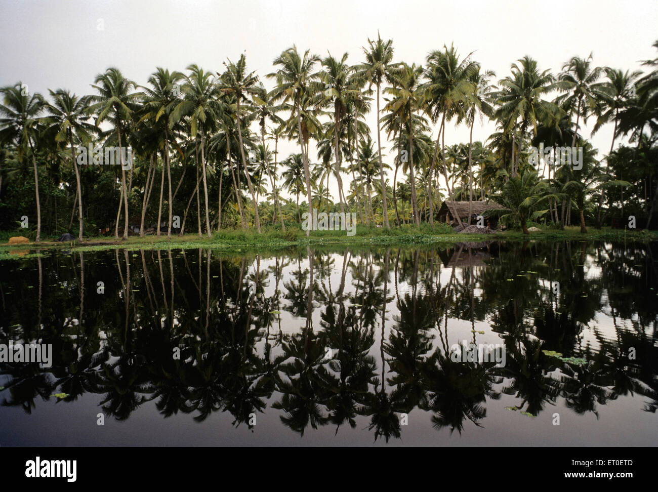 Backwaters, Alleppey, Alappuzha, Kerala, India, Asia Stock Photo
