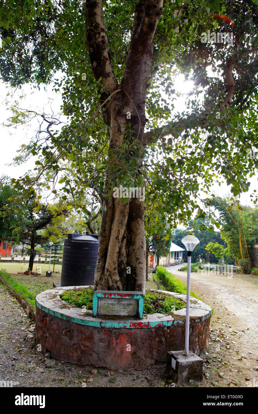 Pandit Keshava Deva Shastri memorial under Bodhi tree , Rajpur , Dehradun , Uttaranchal ,  Uttarakhand , India , Asia Stock Photo