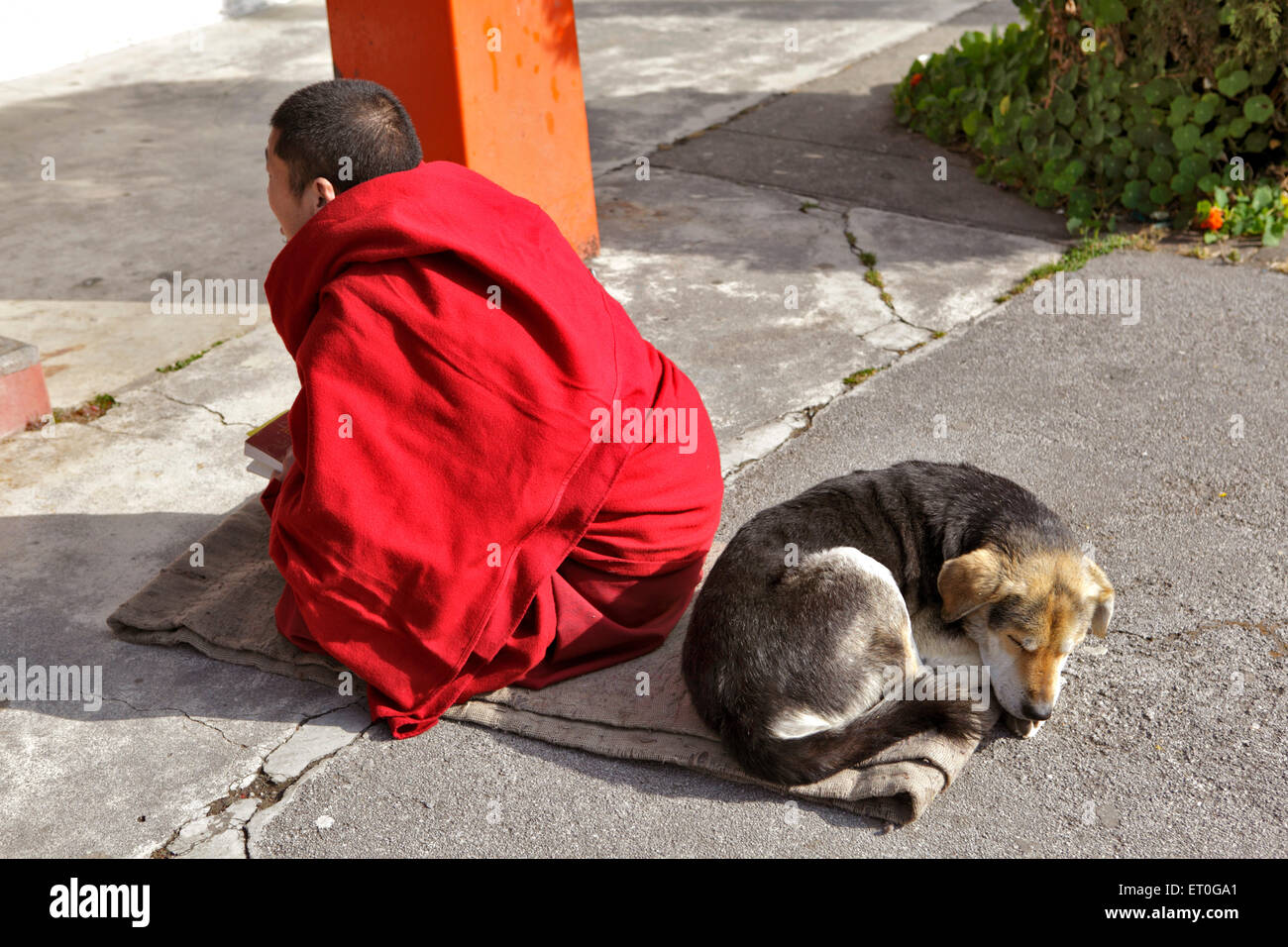 Dog sleep behind monk reading scriptures ; Happy valley ; Mussoorie ; Dehradun ; Uttaranchal Uttarakhand ; India Stock Photo