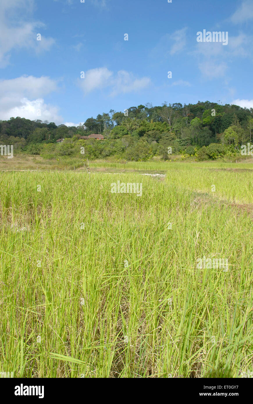 Rice fields , Madikeri , hill station , Madikery , Coorg , Kodagu , western ghats ,  Karnataka , India , Asia Stock Photo