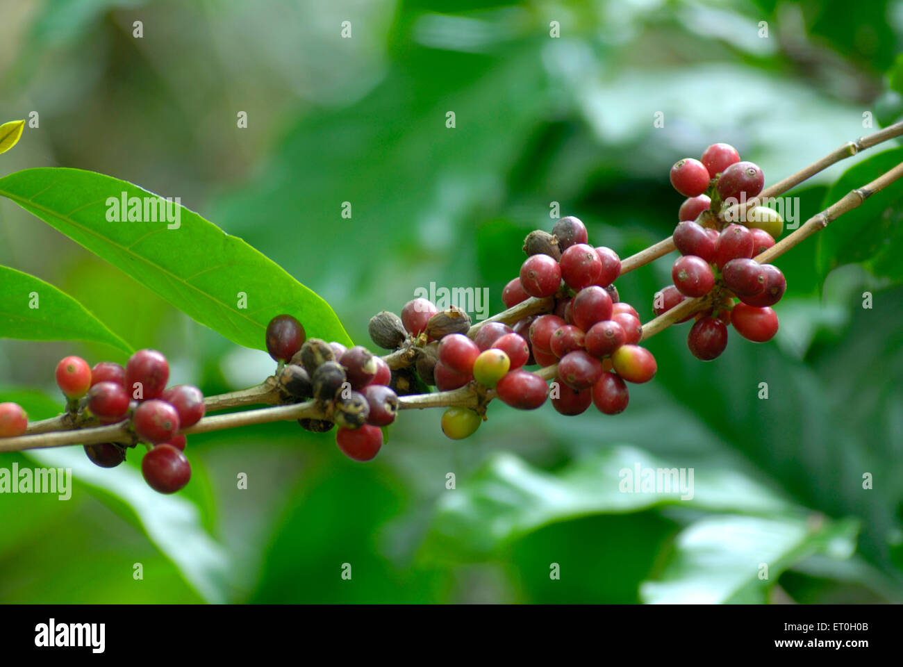 Coffee cherry tree, Coffee tree, Coffee cherries tree, coffee berry, coffee berries, Mudbidri, Moodabidri, Coorg, Karnataka, India, Asia Stock Photo