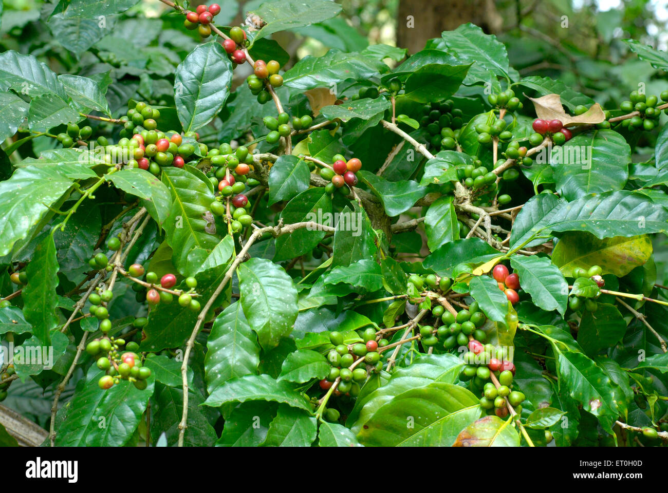 Moodabidri hires stock photography and images Alamy