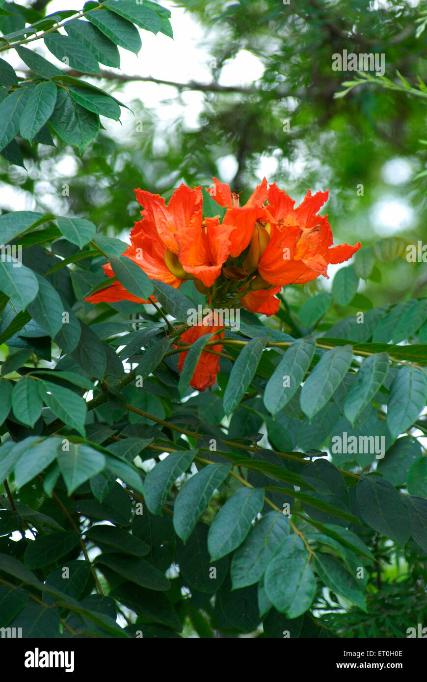flame of the forest, Sacred Tree, Butea monosperma, Mudbidri