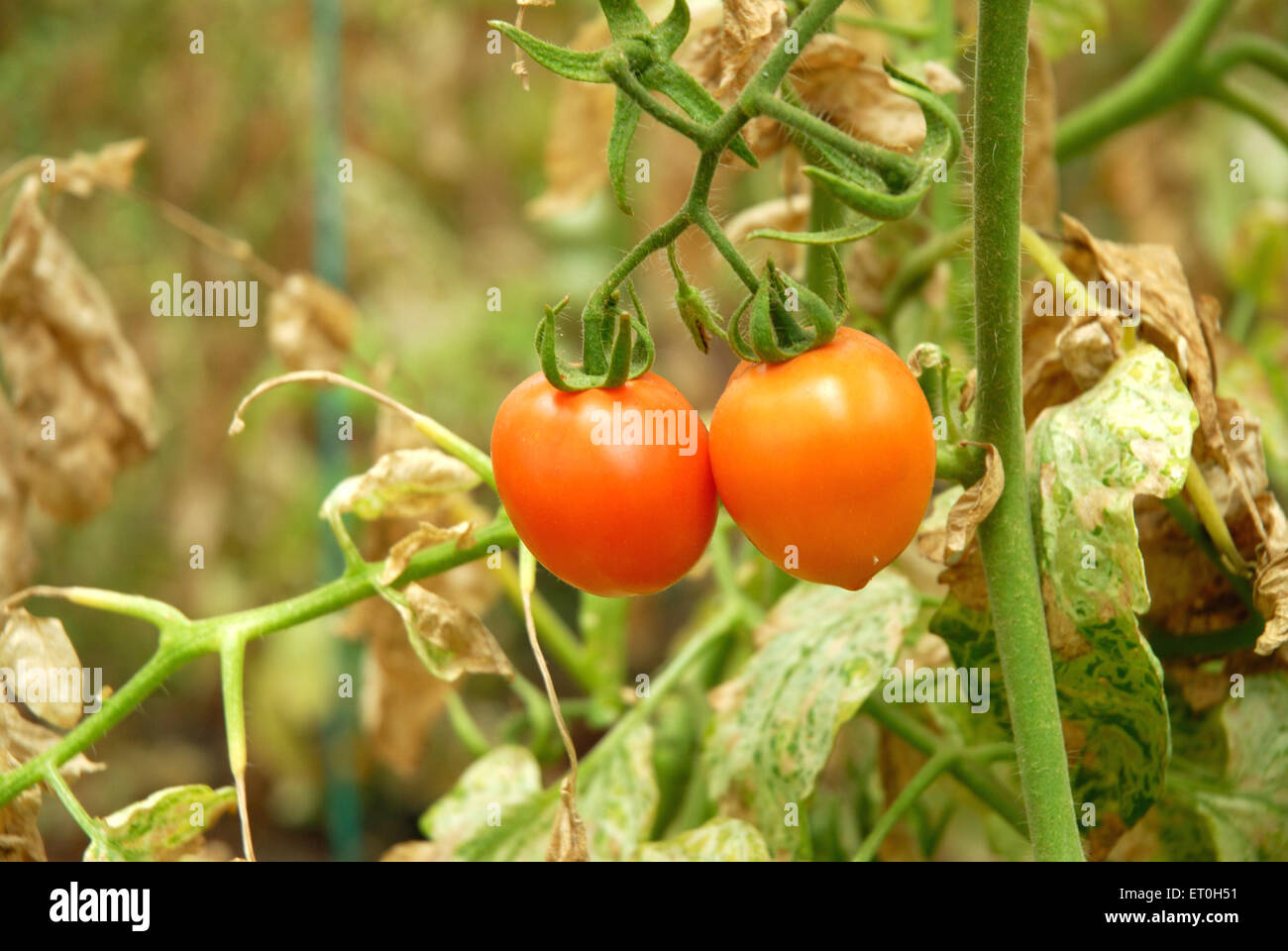 red tomato tree growing in field, Nigdi, Pune, Maharashtra, India, Asia Stock Photo