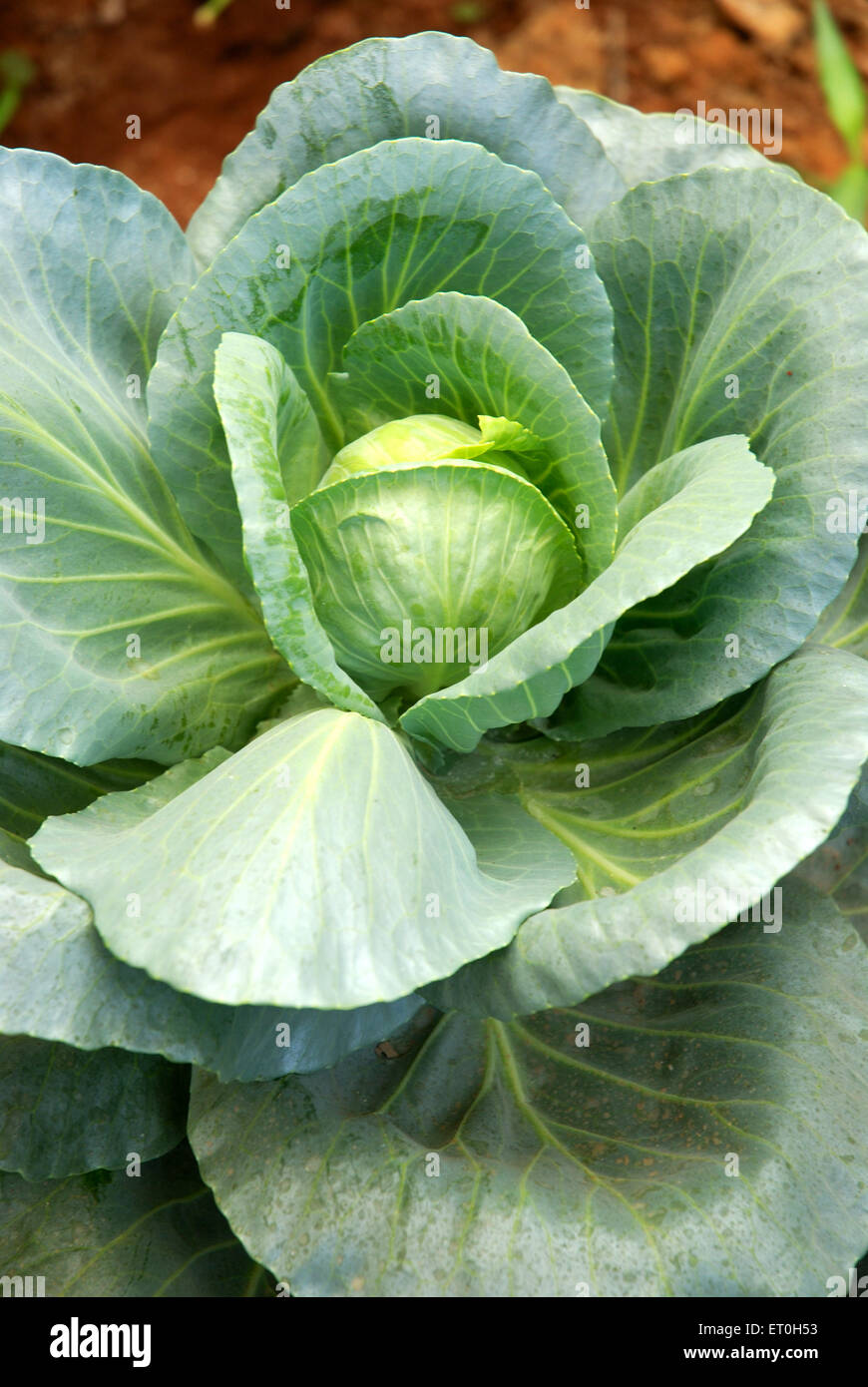 Vegetable cabbage plant growing in field, Nigdi, Pune, Maharashtra, India, Asia Stock Photo