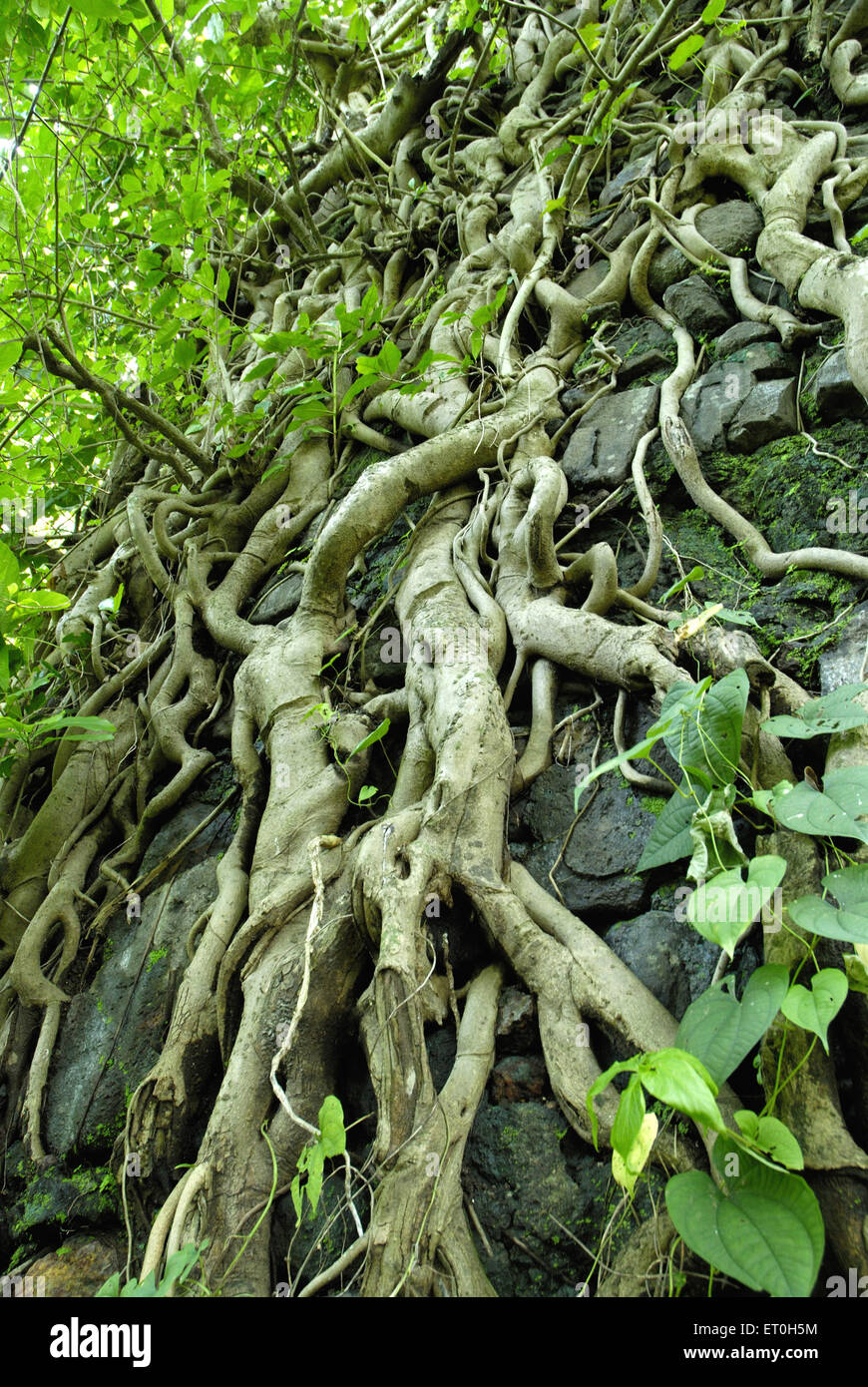 tree roots clinging to wall, Alibag ; Raigad ; Maharashtra ; India , asia Stock Photo