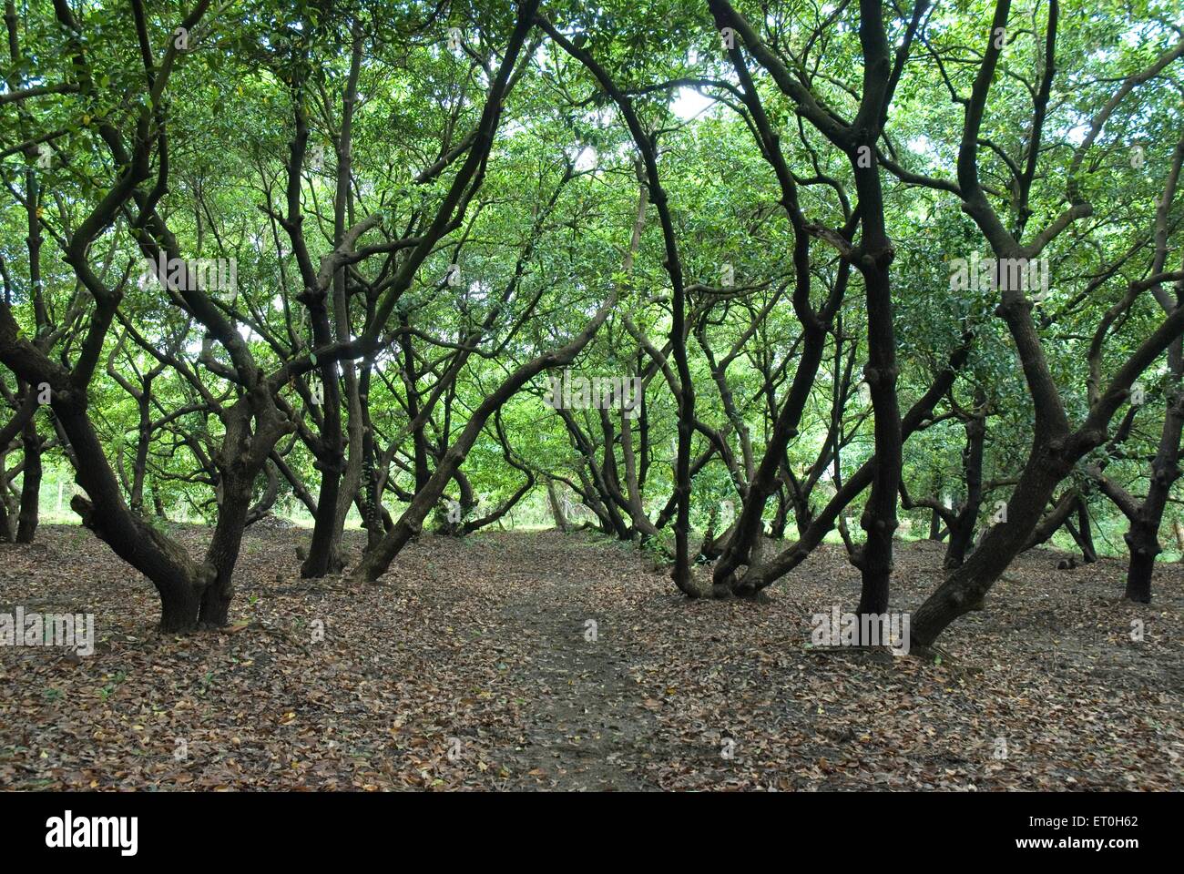 Chikoo plantation , Sapodilla tree , sapota trees , chikoo trees , naseberry tree , nispero cultivation , Bordi ; Palghar ; Maharashtra ; India , asia Stock Photo