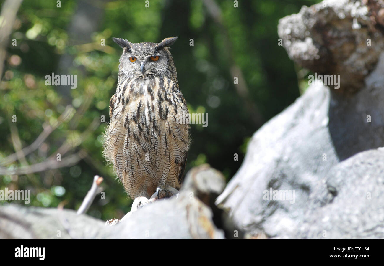 May 2015  An Eagle Owl  Bubo bubo, rests on an old tree. Pic Mike Walker, Mike Walker Pictures Stock Photo