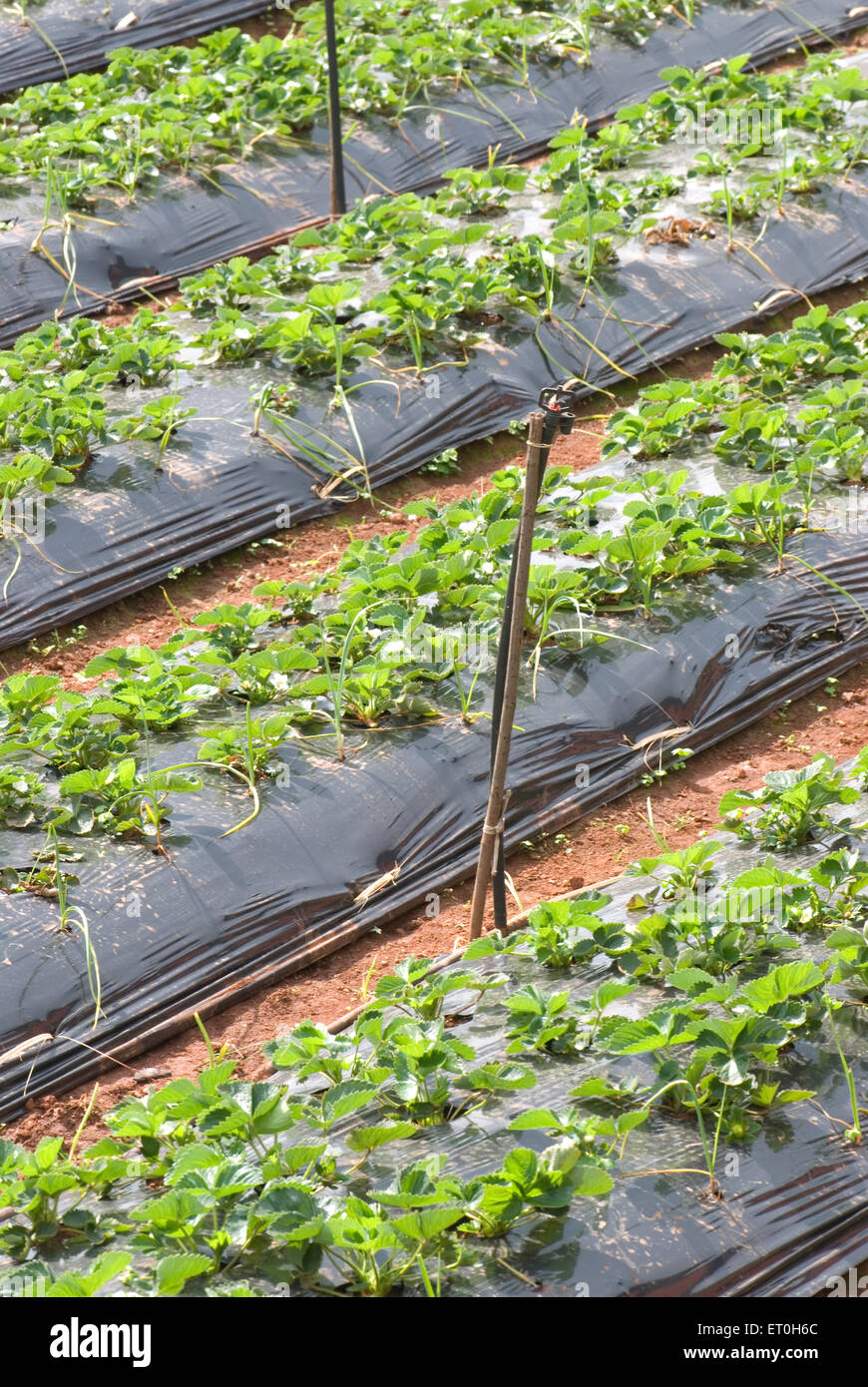 strawberry cultivation, Panchgani ; Maharashtra ; India, asia Stock Photo