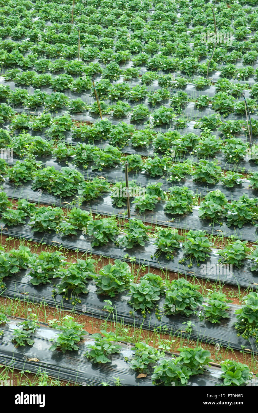 strawberry cultivation, Panchgani ; Maharashtra ; India, asia Stock Photo