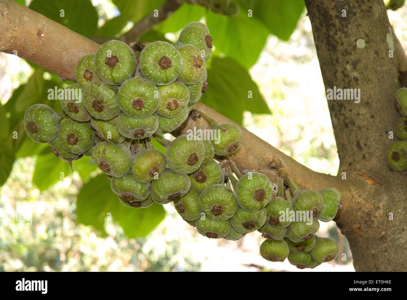 cluster fig tree ; Yellapur ; Karnataka ; India , asia Stock Photo