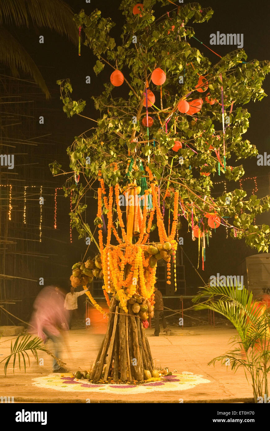 Holi festival garlands and balloons on holika tree ; Mahim ; Maharashtra ; India , asia Stock Photo