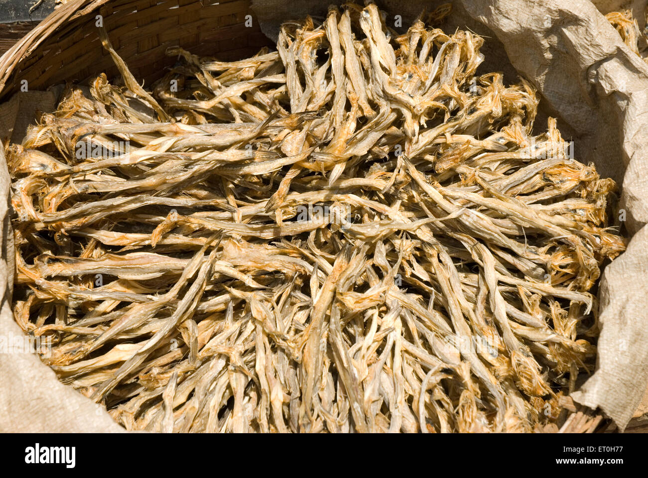 Dry fish at ; Uttan ; Bhayandar ; Bombay ; Mumbai ; Maharashtra Stock