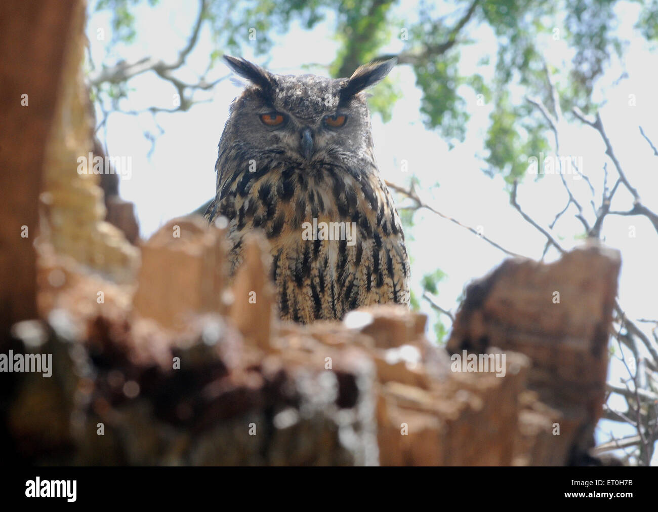 May 2015  An Eagle Owl  Bubo bubo, rests on an old tree. Pic Mike Walker, Mike Walker Pictures Stock Photo