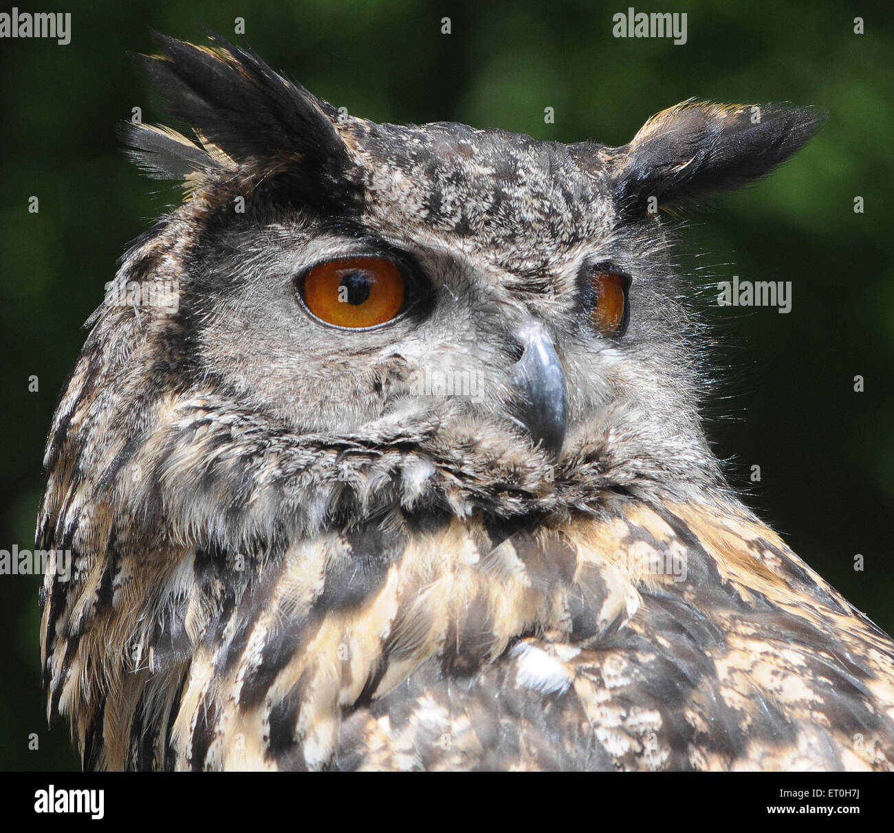 May 2015  An Eagle Owl  Bubo bubo. Pic Mike Walker, Mike Walker Pictures Stock Photo