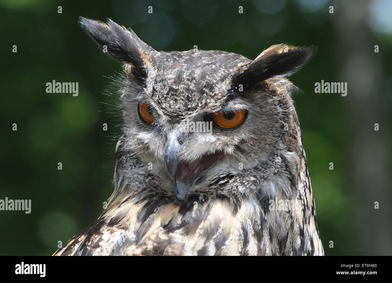 May 2015  An Eagle Owl  Bubo bubo. Pic Mike Walker, Mike Walker Pictures Stock Photo