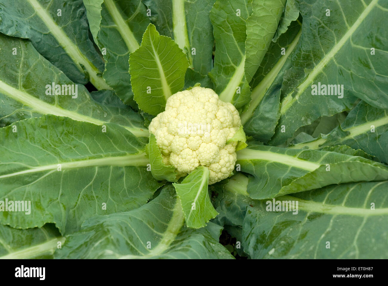 Cauliflower vegetable at Ojhar , Murbad , Maharashtra , India , Asia Stock Photo