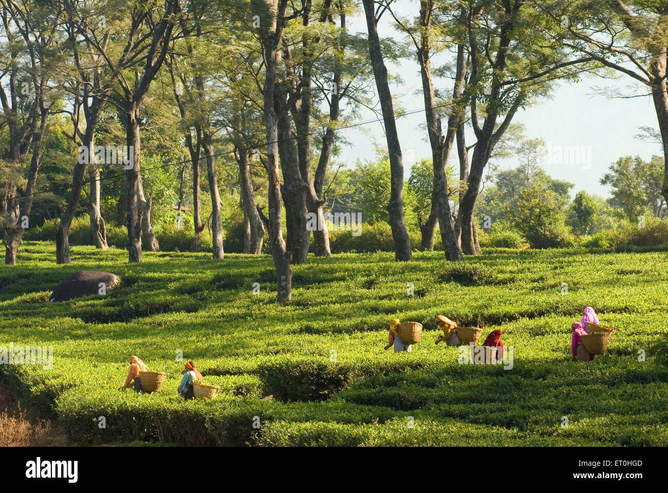 Woman plucking tea leaves, Tea garden, Palanpur , Himachal Pradesh