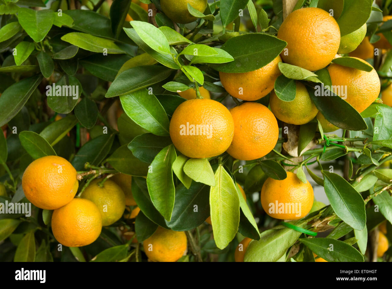 Orange fruit Bonsai Tree, Malaysia, Asia Stock Photo
