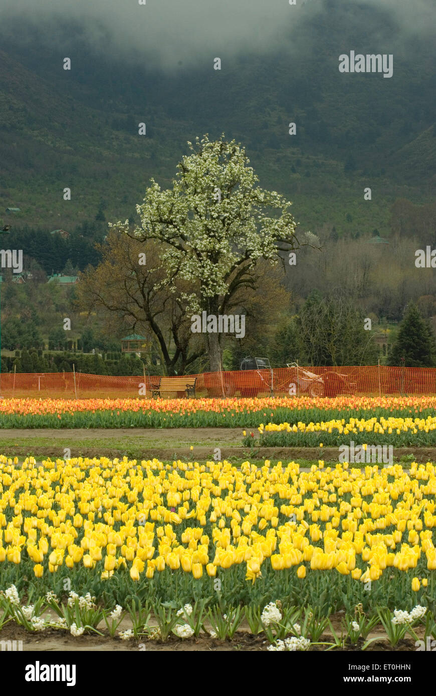 Tulip garden at foot hills Srinagar Jammu and Kashmir India Asia Stock Photo