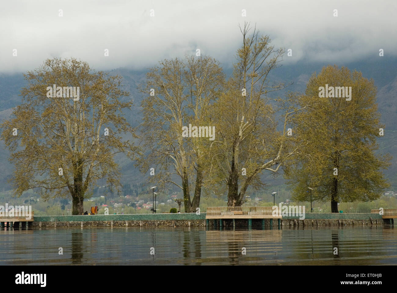 Char Chinar Trees at Dal Lake Jammu and Kashmir India Asia Stock Photo