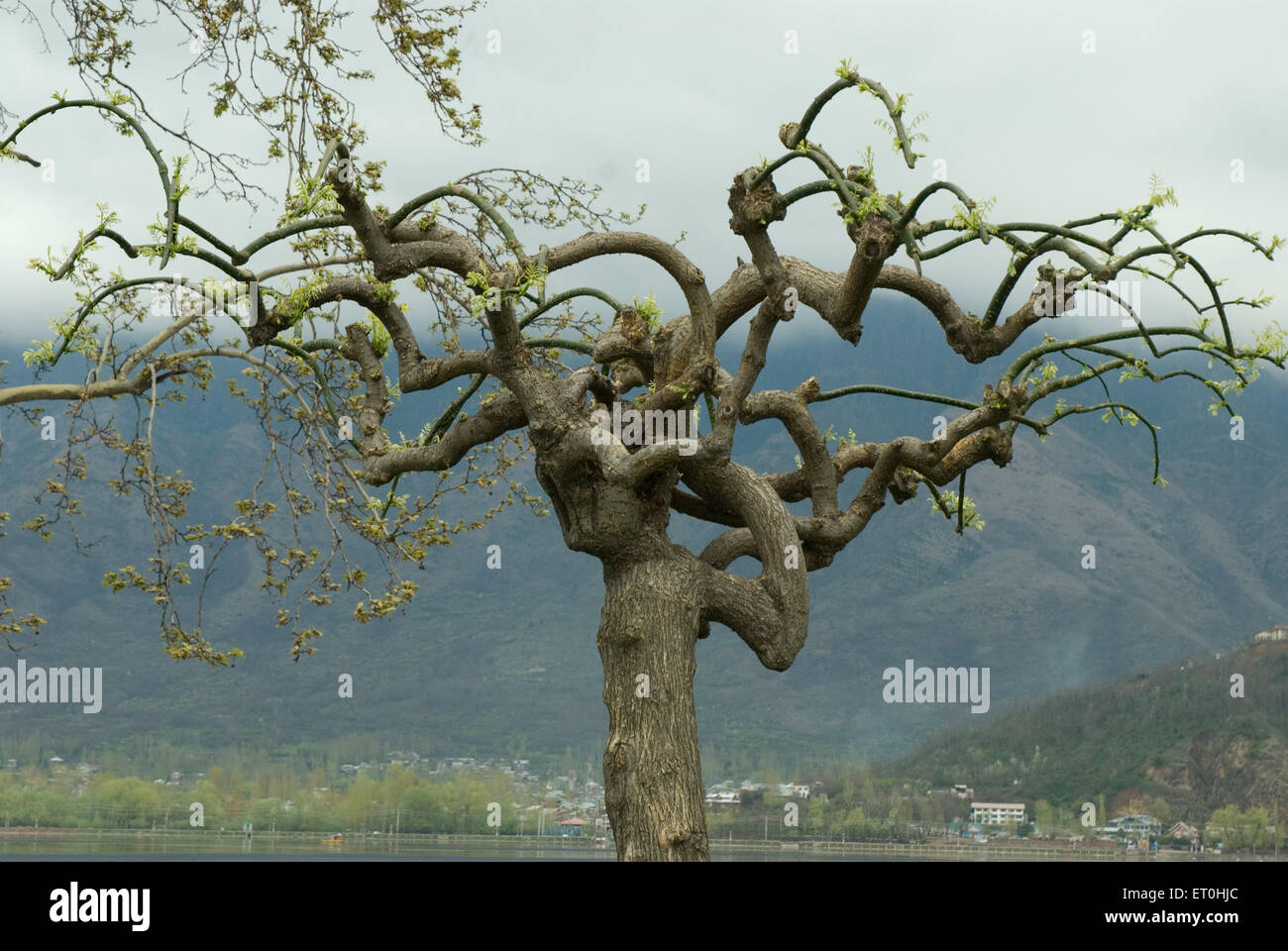 Char Chinar Trees at Dal Lake Jammu and Kashmir India Asia Stock Photo