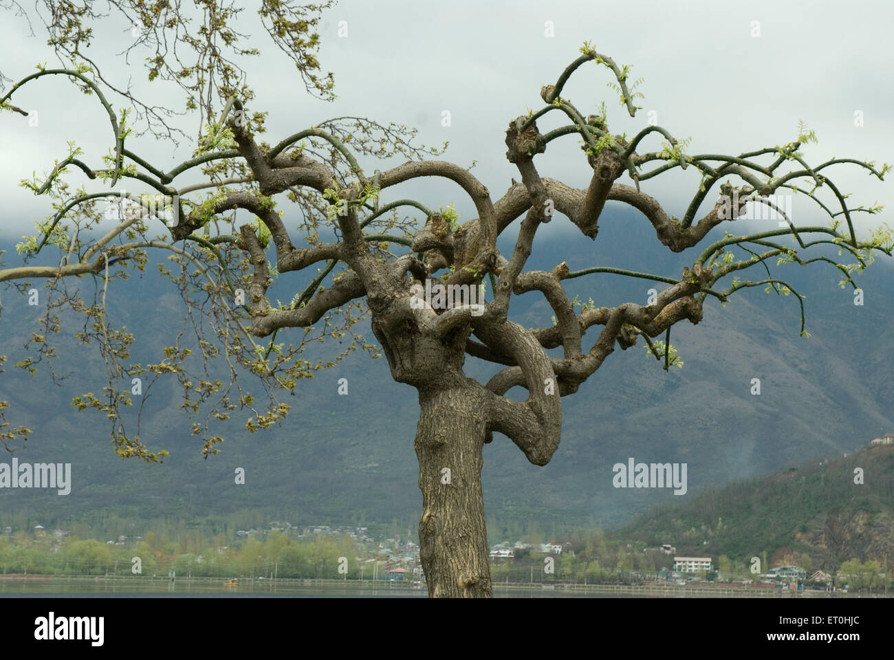 Char Chinar Trees at Dal Lake Jammu and Kashmir India Asia Stock Photo