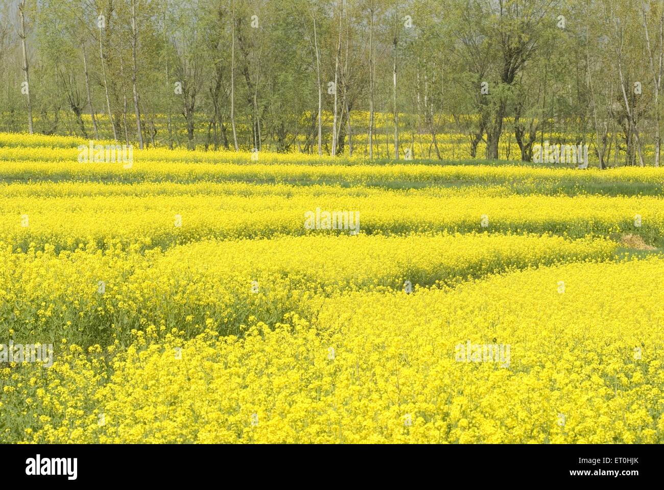 Mustard Field Jammu and Kashmir India Asia Stock Photo