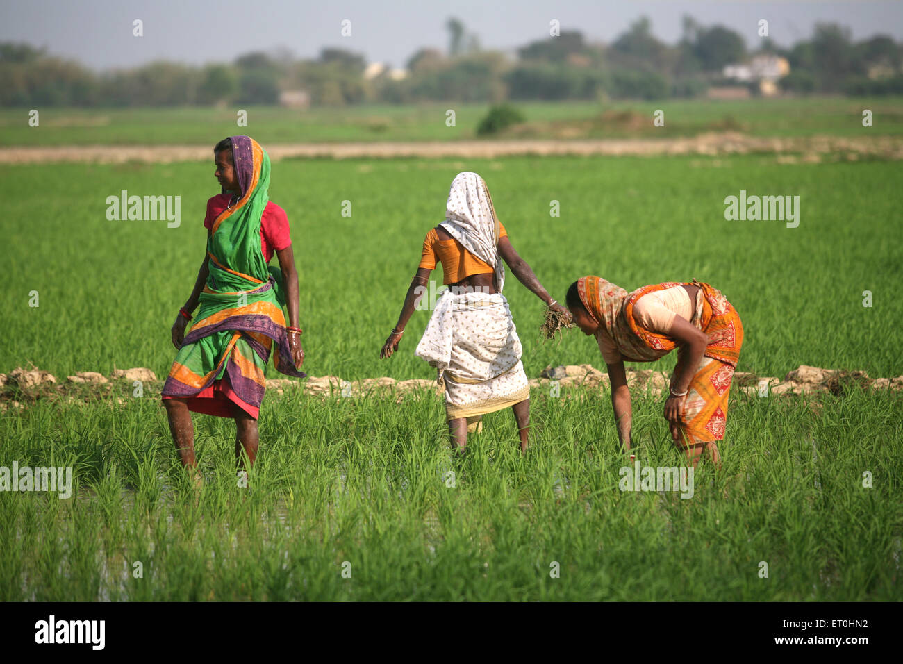 Ladies planting rice saplings in fields in Jharkhand ; India Stock Photo
