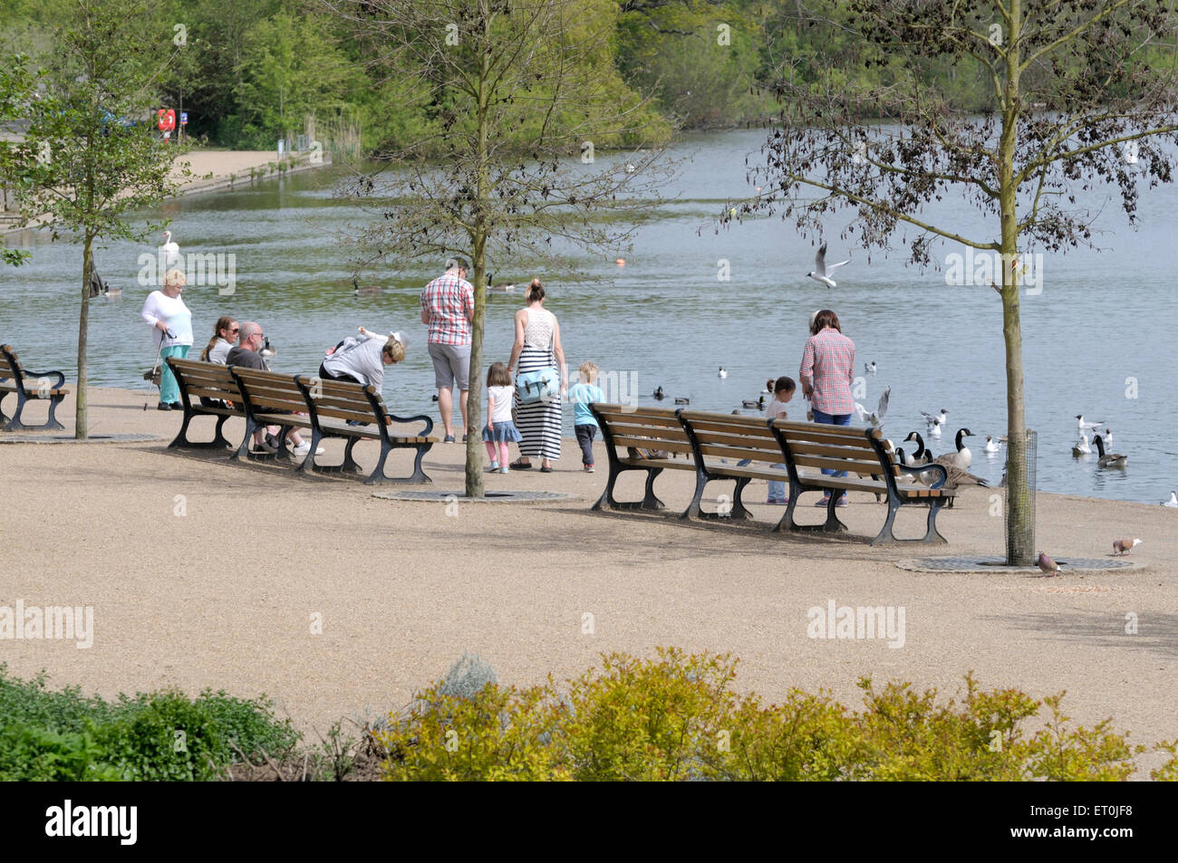 Maidstone, Kent, England, UK. Moat Park. Young families feeding the ducks on the lake Stock Photo