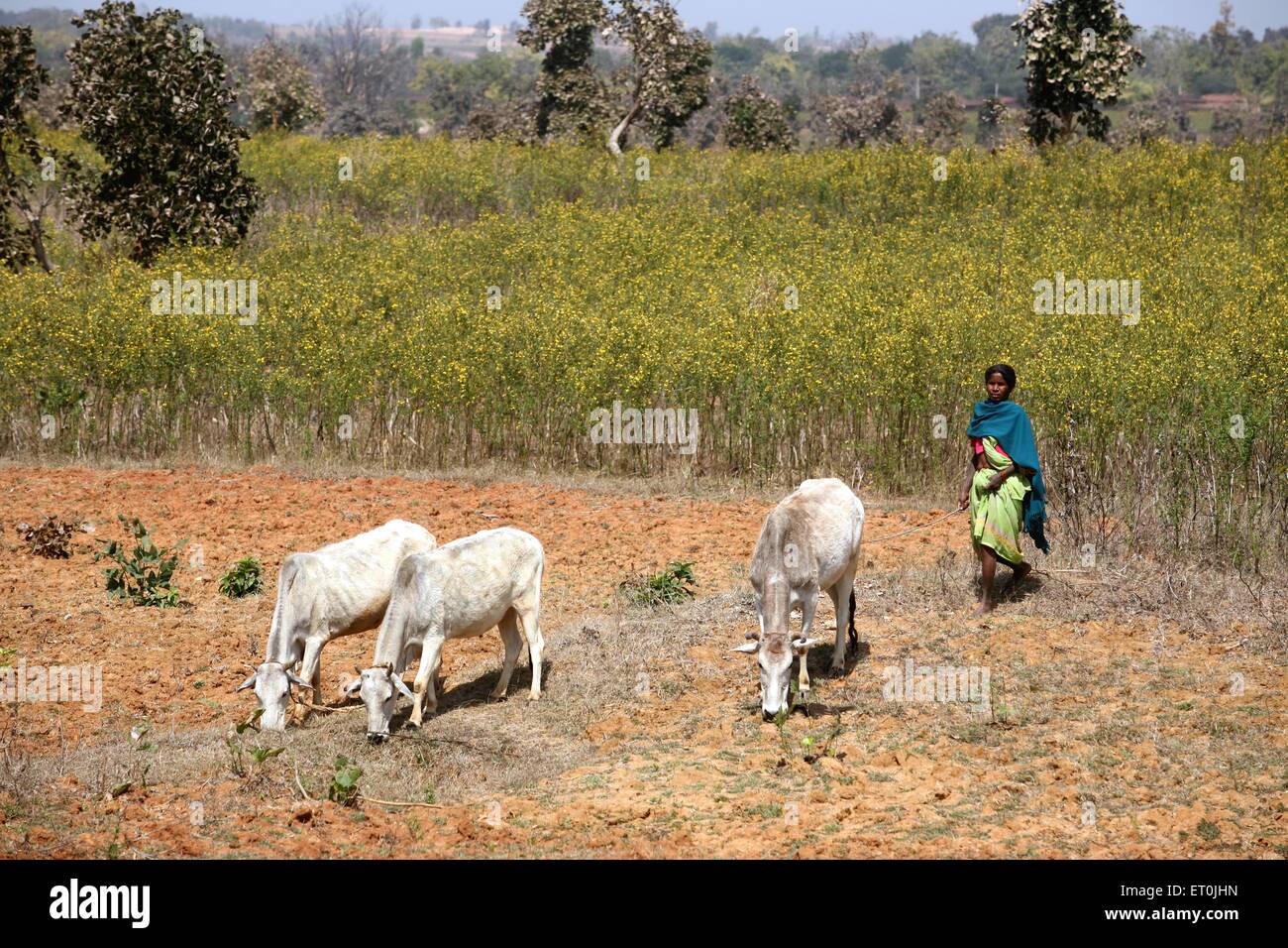 Girl guarding cows grazing, Ranchi, Jharkhand, India, Asia Stock Photo